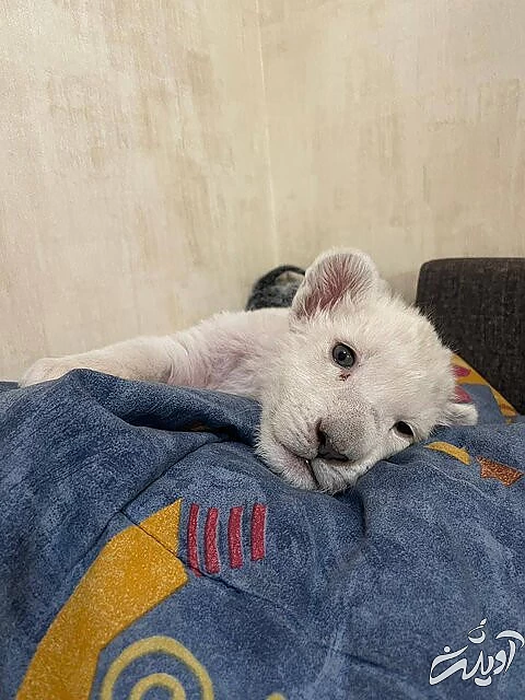 تولد یک شیر سفید1